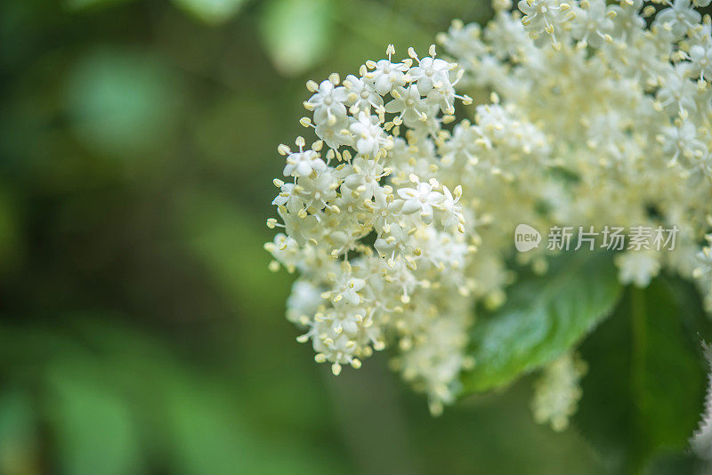 接骨木(Sambucus nigra)花